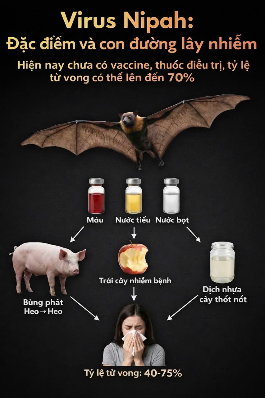 PHÒNG CHỐNG NIPAH